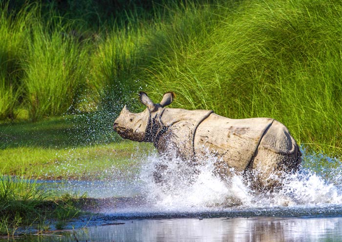 Chitwan Jungle Safari